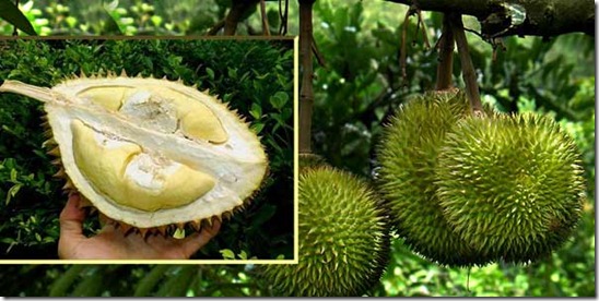 durian thailand